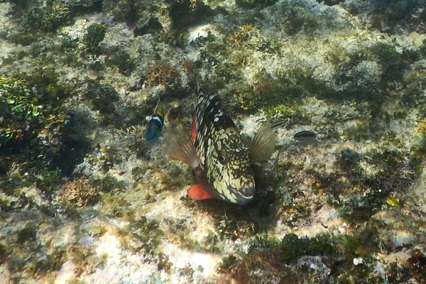 Parrotfish - Stoplight Parrotfish