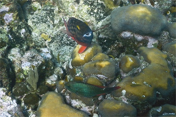 Parrotfish - Stoplight Parrotfish