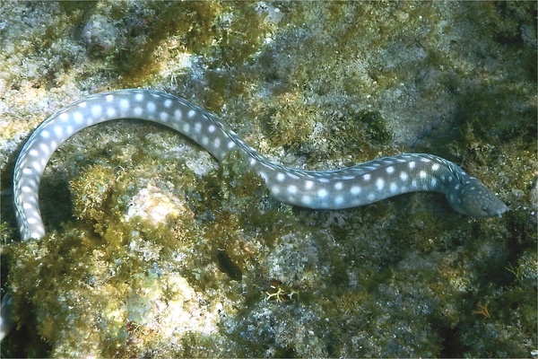 Moray - Sharptail Eel
