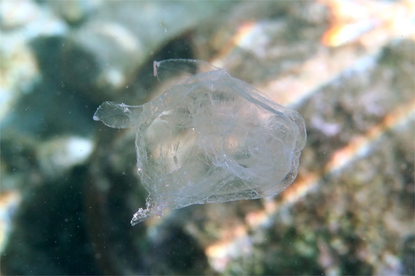 Jelly Fish - Sea Wasp