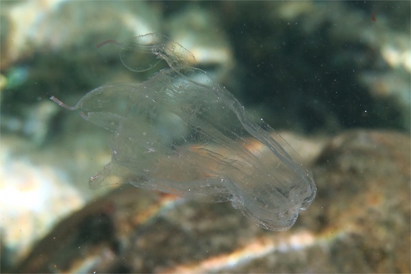 Jelly Fish - Sea Wasp