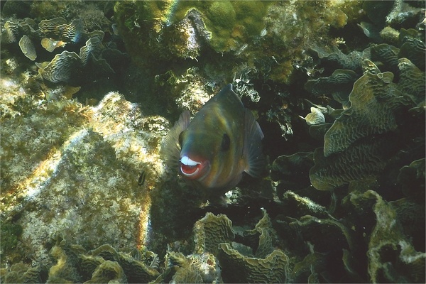 Parrotfish - Redband Parrotfish