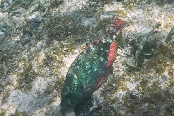 Parrotfish - Redband Parrotfish