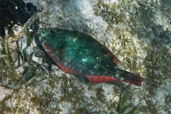 Parrotfish - Redband Parrotfish