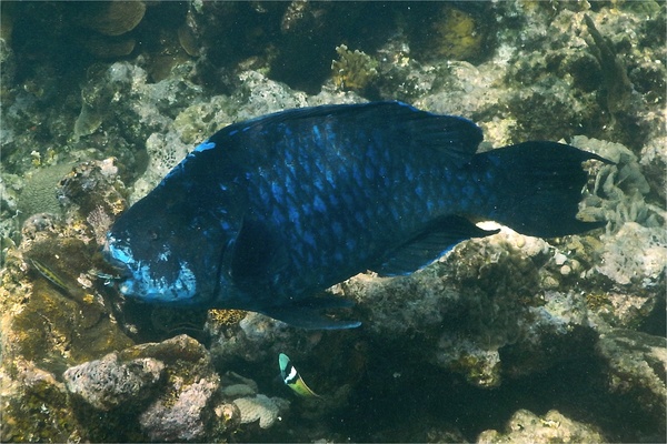 Parrotfish - Midnight parrotfish