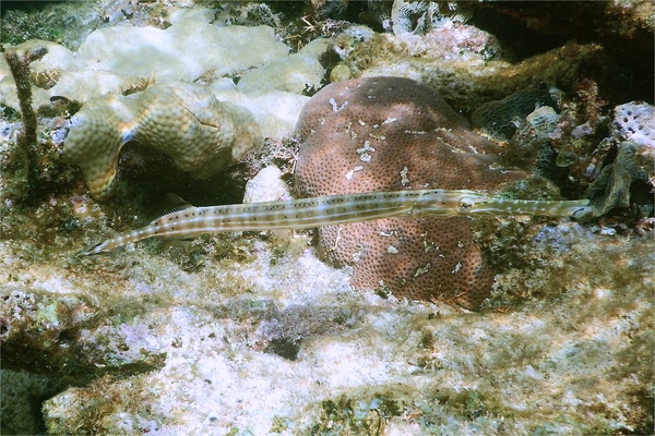Trumpetfish - Trumpetfish