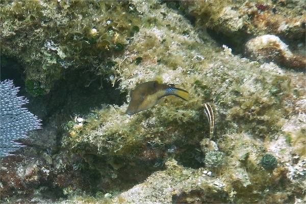 Pufferfish - Sharpnose Puffer