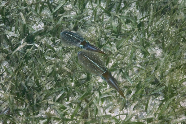 Squid - Caribbean Reef Squid