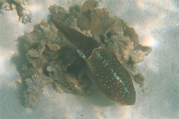 Squid - Caribbean Reef Squid