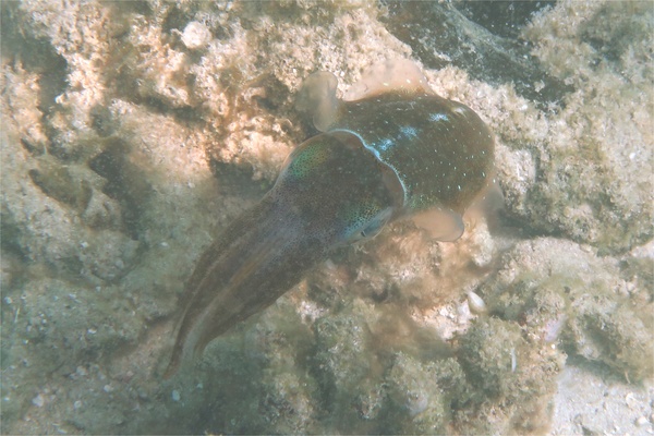 Squid - Caribbean Reef Squid