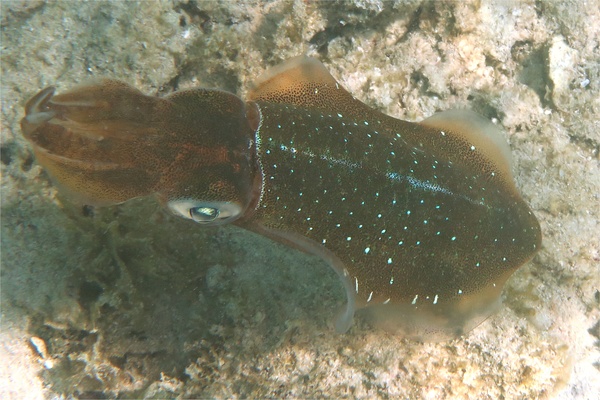 Squid - Caribbean Reef Squid