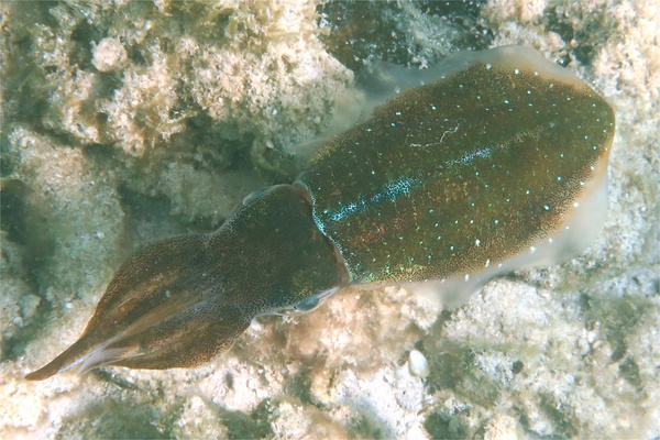 Squid - Caribbean Reef Squid