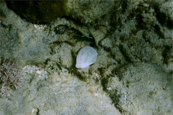 Bivalve Mollusc - Speckled Tellin