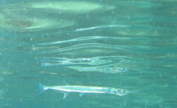 Needlefish - Flat Needlefish