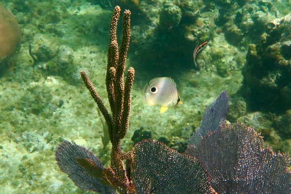 Butterflyfish - Foureye Butterflyfish