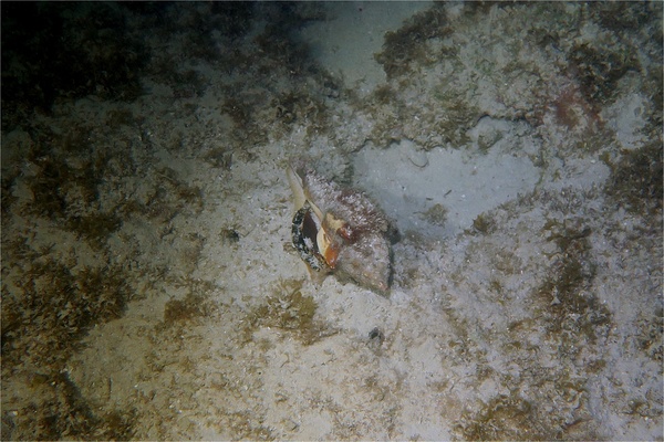 Sea Snails - West Indian Chank