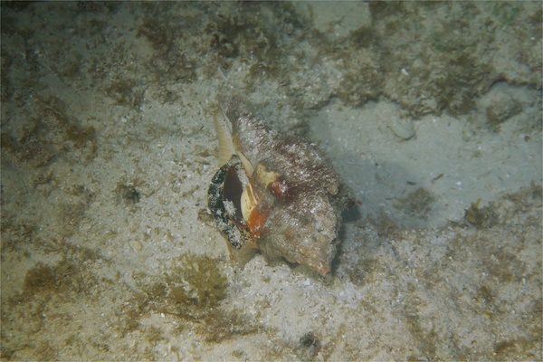 Sea Snails - West Indian Chank