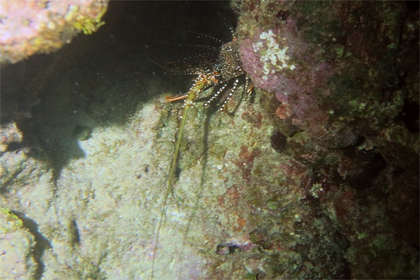 Spiny Lobsters - Spotted Spiny Caribbean Lobster