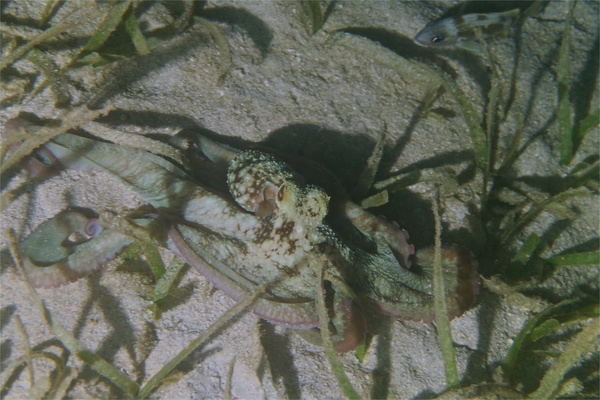 Octopuses - Caribbean Reef Octopus