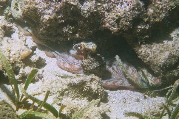 Octopuses - Caribbean Reef Octopus