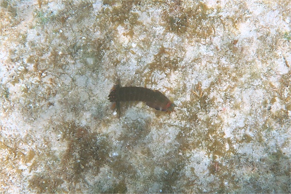 Shrimps - Dark Mantis Shrimp