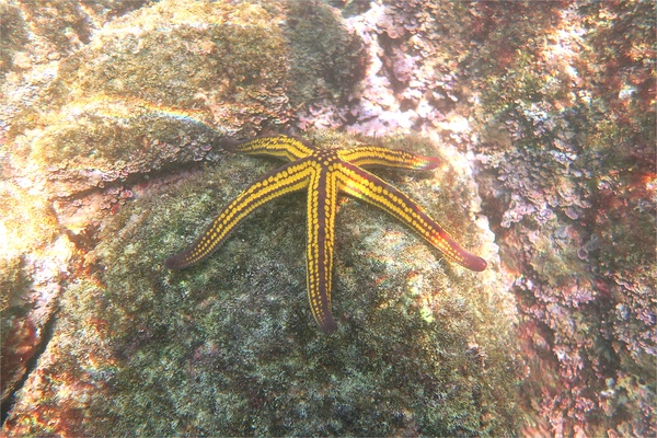 Starfish - Yellow Spotted Star