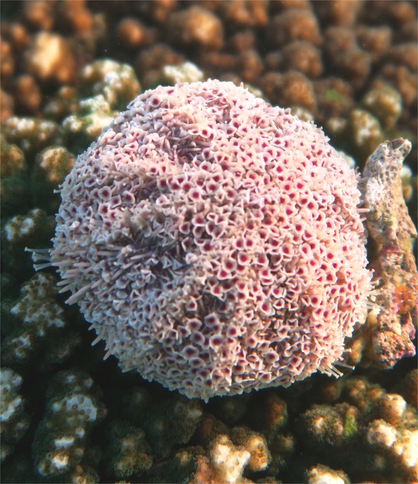 Sea Urchins - Pink Flower Urchin