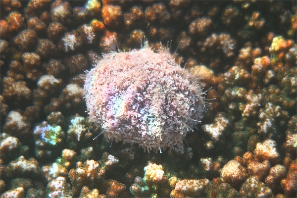 Sea Urchins - Pink Flower Urchin