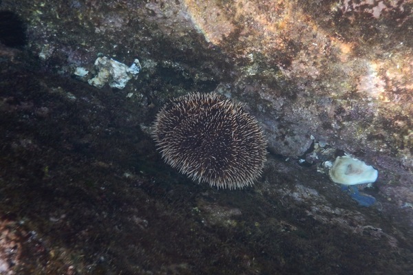 Sea Urchins - White Sea Urchin