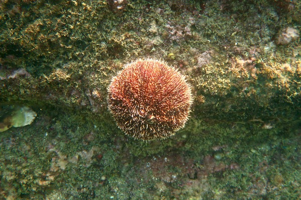 Sea Urchins - White Sea Urchin