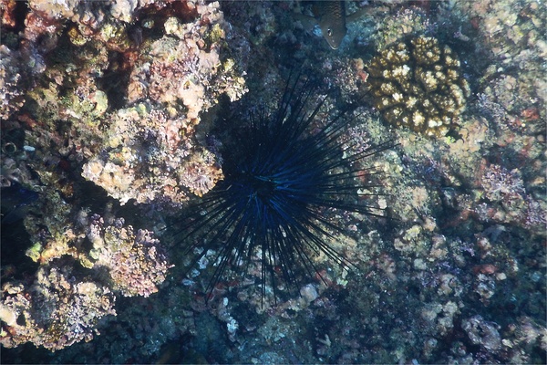 Sea Urchins - Blue-Black Sea Urchin