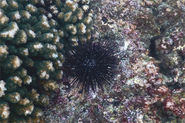 Sea Urchins - Blue-Black Sea Urchin