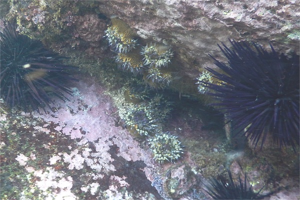 Anemones - Aggregating Sea Anemone