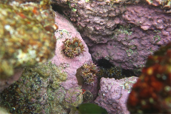 Anemones - Mexican Sea Anemone