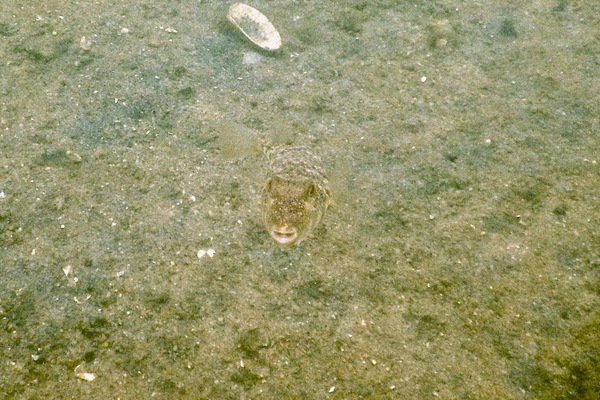 Pufferfish - Northern Puffer