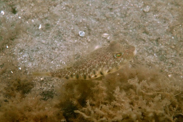 Pufferfish - Northern Puffer