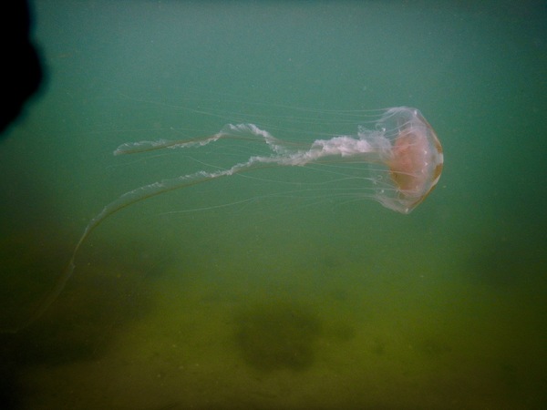 Jelly Fish - Atlantic Sea Nettle