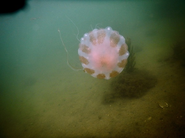 Jelly Fish - Atlantic Sea Nettle