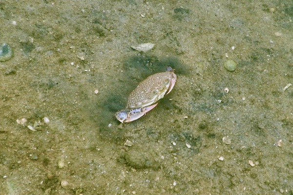 Crabs - Lady Crab