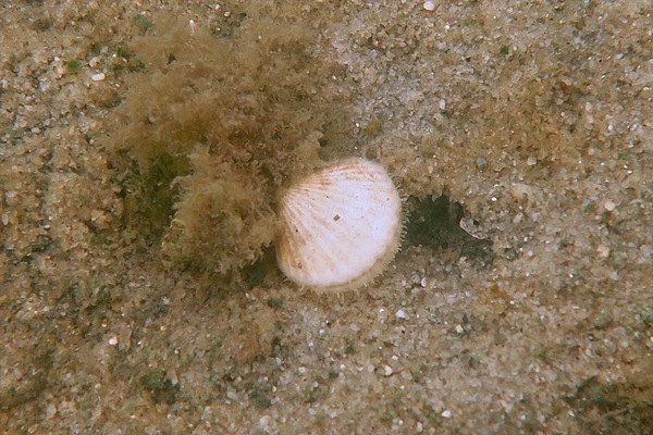 Bivalve Mollusc - Bay Scallop