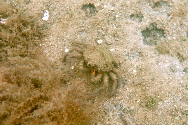 True Crabs - Common Spider Crab
