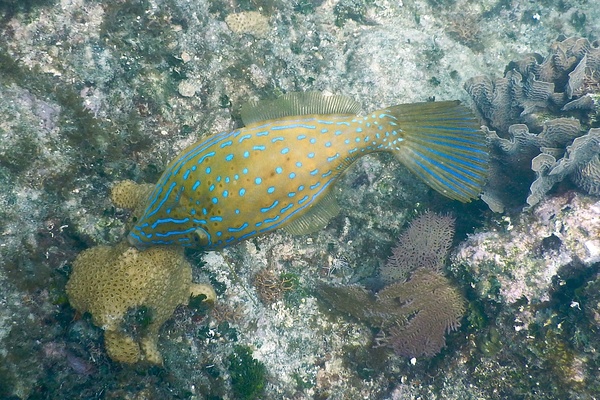 Filefish - Dotterel Filefish