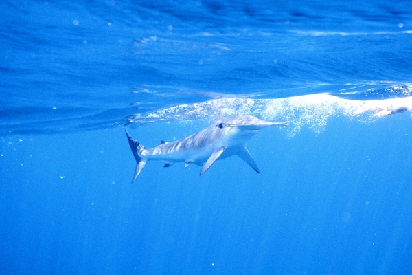 Sharks - Smooth Hammerhead Shark