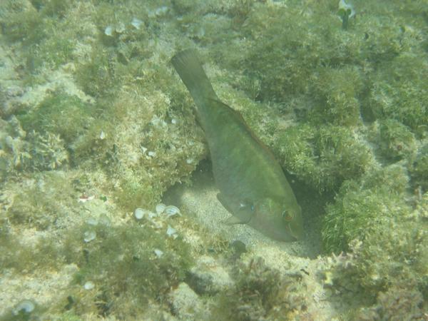 Parrotfish - Bucktooth Parrotfish