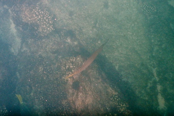 Trumpetfish - Golden Trumpetfish