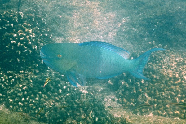 Parrotfish - Ember Parrotfish