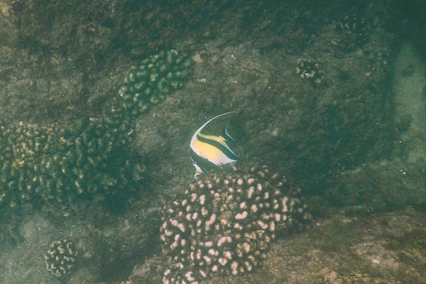 Surgeonfish - Moorish Idol