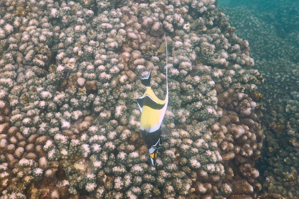 Surgeonfish - Moorish Idol