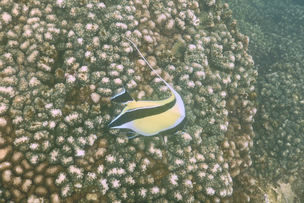 Surgeonfish - Moorish Idol