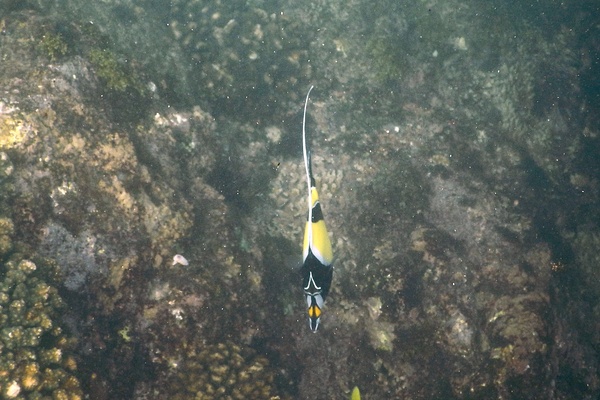 Surgeonfish - Moorish Idol